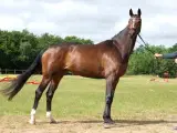 Statspræmieret Hannoveraner avlshoppe/ridehest - 2