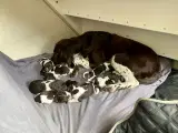Kleiner Münsterländer 