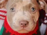 American Bully XL/XXL