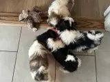 Ægte Shih-Tzu hvalpe - 2