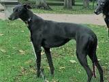 Greyhoundhvalpe DKK," stueopdræt" familiehunde  