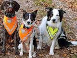 Bordercollie (han tilbydes til parring) - 4