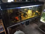 520L akvarie med fisk, cichlider 
