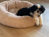 Shih tzu hvalp 12 uger - 3