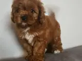 Julehvalpe Cavapoo  - 4