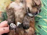 Allergivenlige hundehvalpe 🐶 - 2