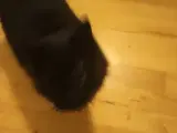 katte givs væk 