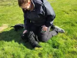 Cockerpoo - 5