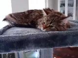 Maine coon blanding 