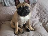Fransk bulldog han til parring - 4