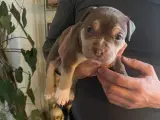 Dejlige American Bully hvalpe - 3