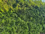 Flotte Thuja 'Brabant' til salg – perfekt til hæk! - 4