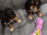 Cavalier king charles hvalpe sælges🩵🩷 - 4