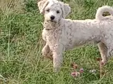 Maltipoo unghund