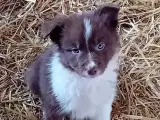 Border Collie Hvalpe - 2