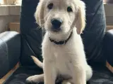 Golden retriever hvalpe - 5