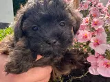 Teacup Maltipoo dreng  - 2