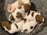 Jack russel hvalpe