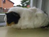 Søde Ella 