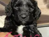 Labradoodle. Multigen-hvalpe - 4