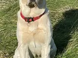 Smuk sporty gul labrador  - 2