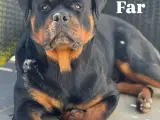 Rottweiler Hvalp Han - 5