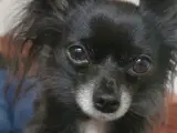 Chihuahua hanhund tilbydes til avl 