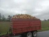 Brænde af ren bøg 4 meter incl levering  - 3