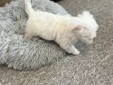 Maltese hvalp på 8 uger - 3