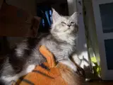 Maine Coon killinger  - 2