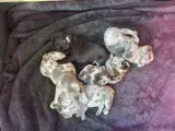 Fransk bulldog, blå merle/plettet - 3