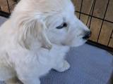 Golden retriever hvalpe - 2