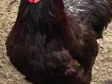 Dværg wyandotter