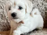 Havaapso Hvalpe - Klar 2. Juli - 3