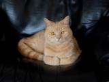 Huskat blandet med main coon søger kærligt hjem 