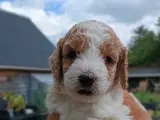 Super lækre Cockerpoo  - 4