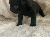 Mops hvalpe søger nyt kærligt hjem - 3