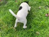 Dansk/Svensk gårdehunde hvalpe  - 4
