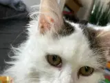 Maine coon/tyrkisk van