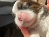 Rene shih tzu hvalpe til salg  - 5