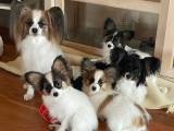 Smukke Papillon hvalpe