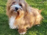 DKK Bichon havanaise hvalpe - 5