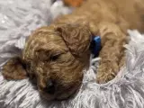 Cavapoo F1 B - 5