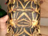 1.0 Stjerneskildpadde 