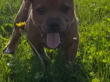 Staffordshire Bull Terrier Hvalpe m. fin Stamtavle - 3