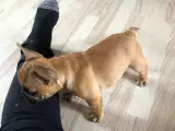 Lækker fræk fransk bulldog dreng - 2