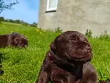 Brun labrador hvalpe sælges  - 3