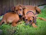 Hvalpe Rhodesian Ridgeback  - 4