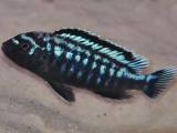 Pseudotropheus Interruptus (malawi/mbuna)