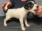 Dansk Svensk Gårdhund
